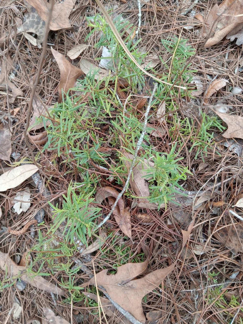 Longspur Balm