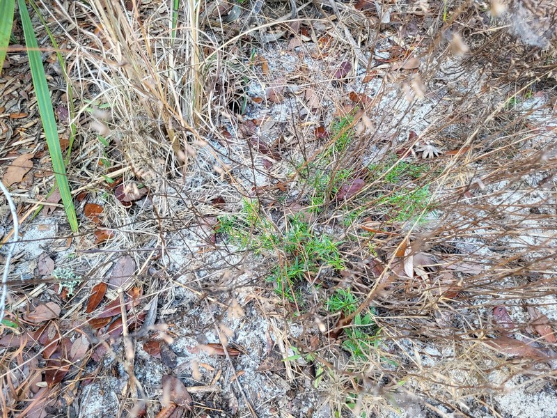 Longspur Balm photo 2