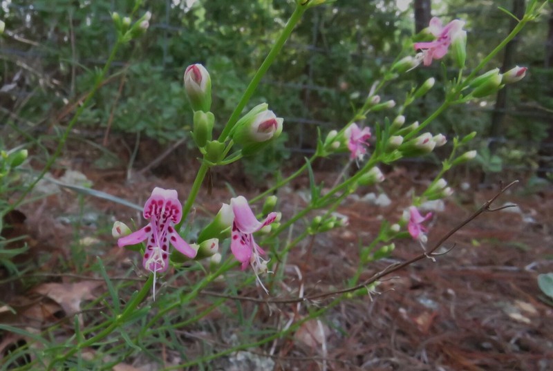 Longspur Balm photo 4