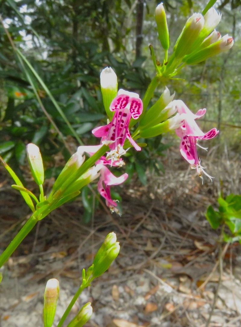 Longspur Balm photo 5