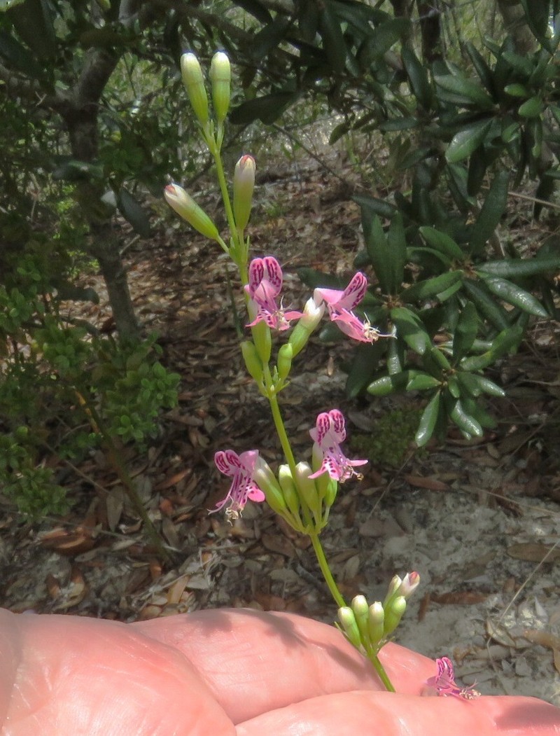 Longspur Balm photo 6
