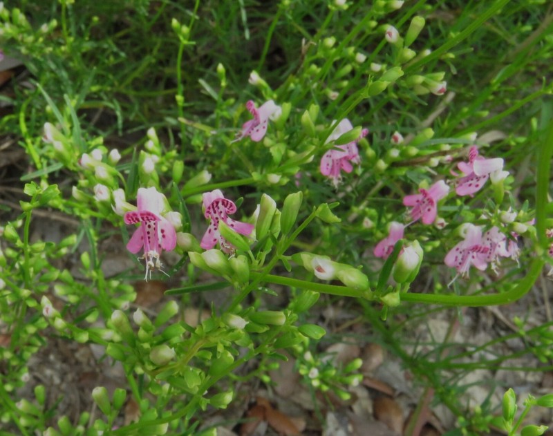 Longspur Balm photo 7