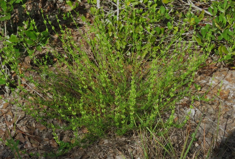 Longspur Balm photo 8