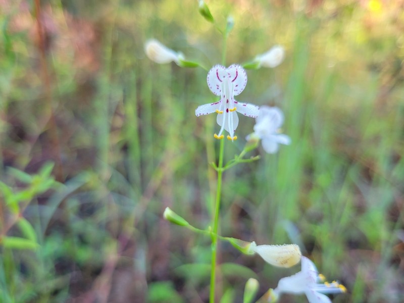 Dicerandra fumella