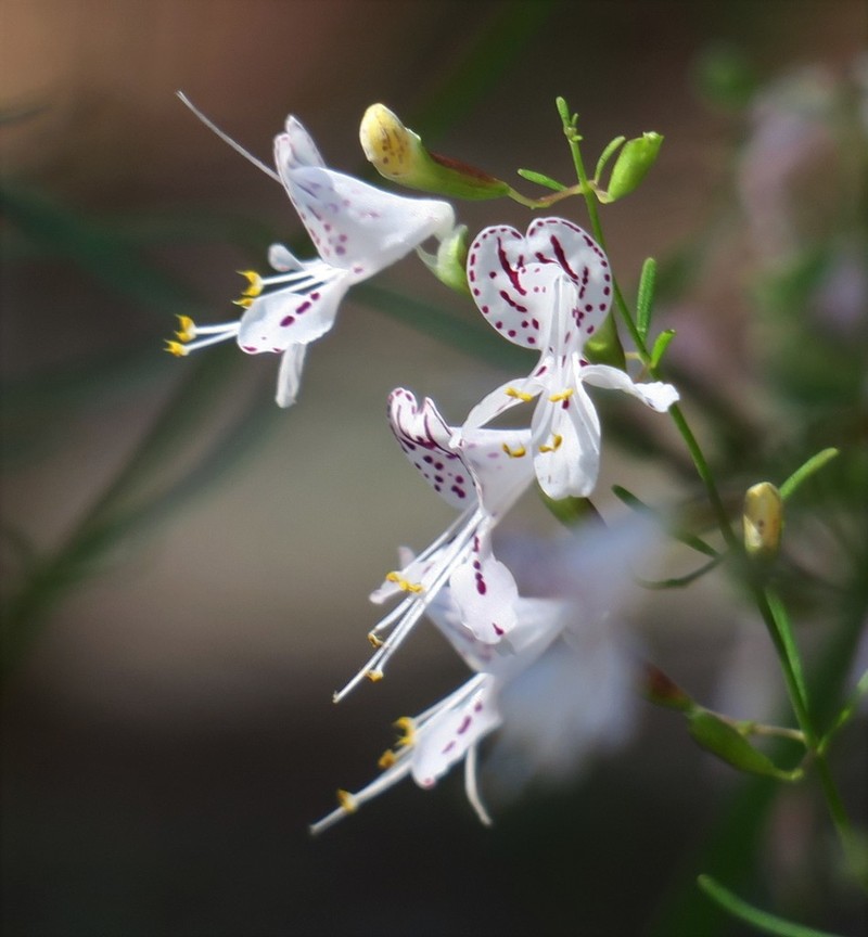 Dicerandra fumella photo 2