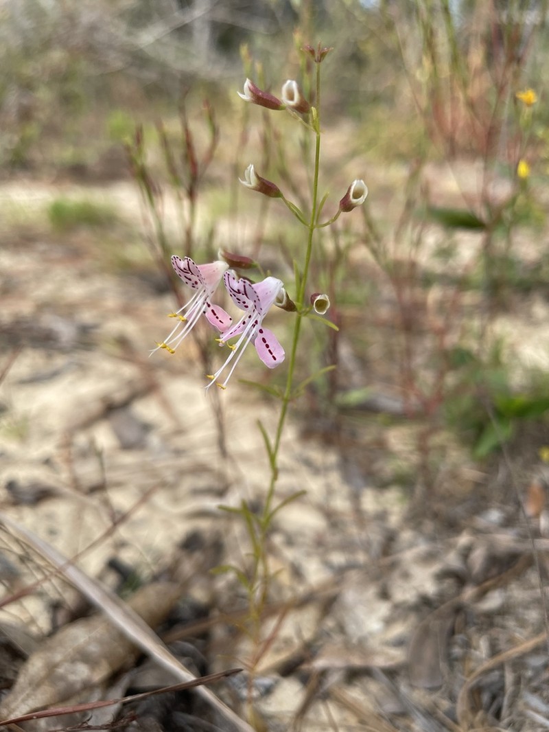 Dicerandra fumella photo 3
