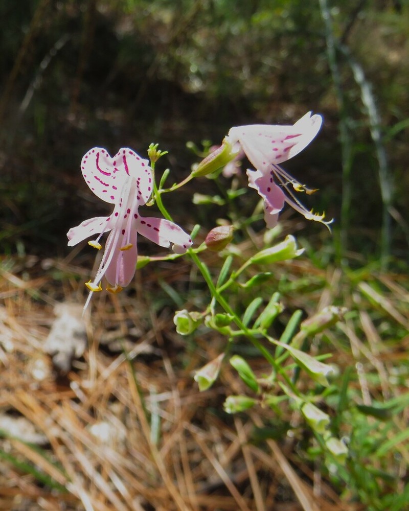 Dicerandra fumella photo 4