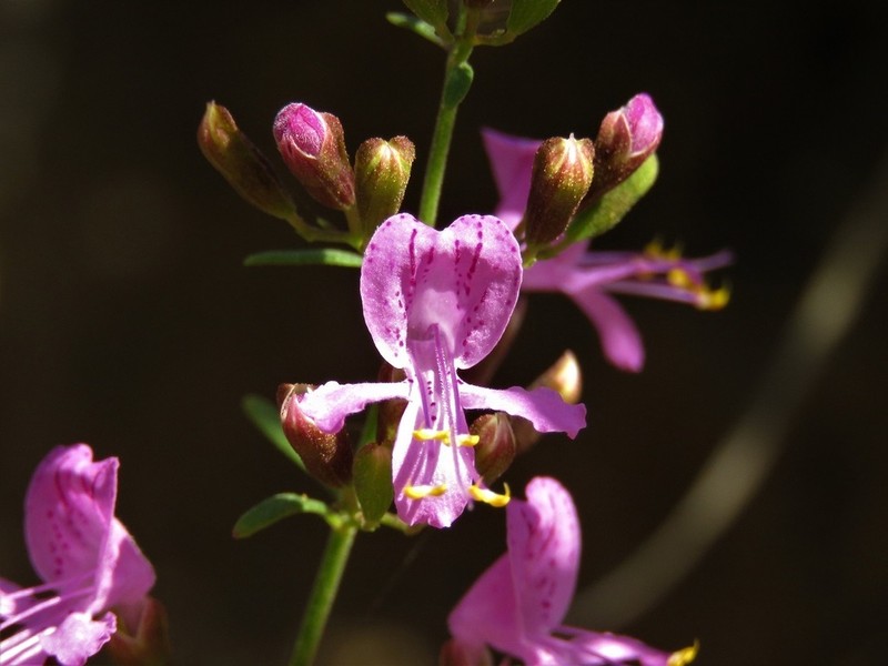 Dicerandra fumella photo 5