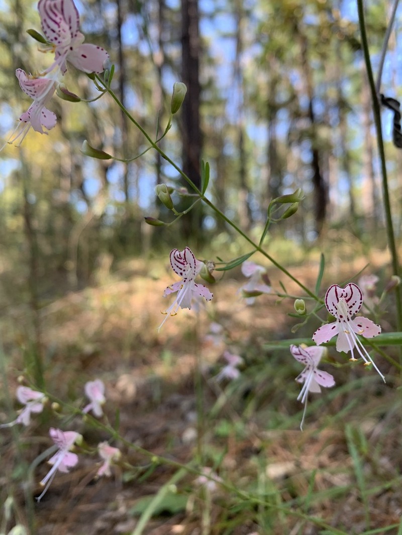 Dicerandra fumella photo 8