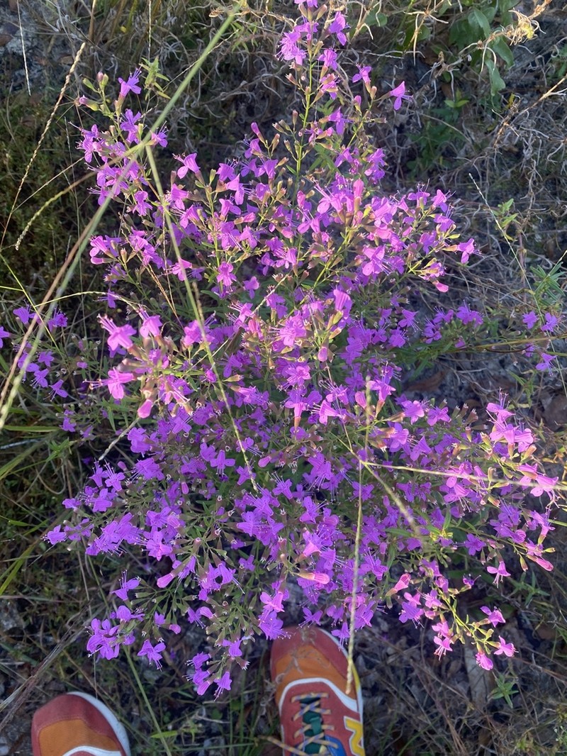 Coastal Plain Balm
