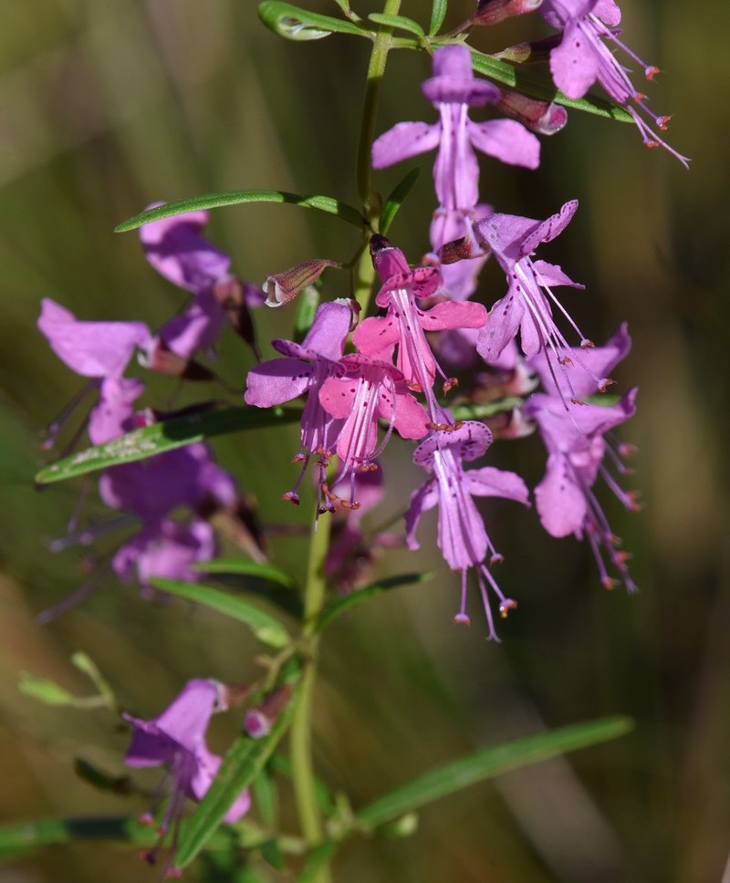Coastal Plain Balm photo 2