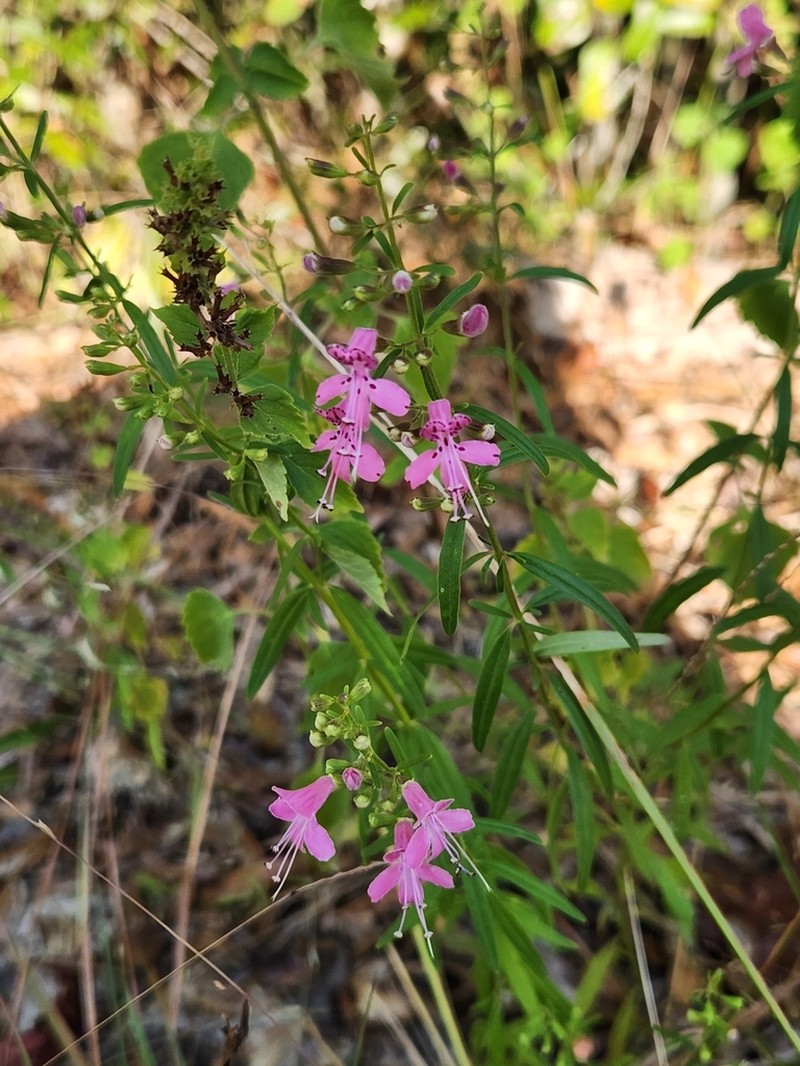 Coastal Plain Balm photo 3