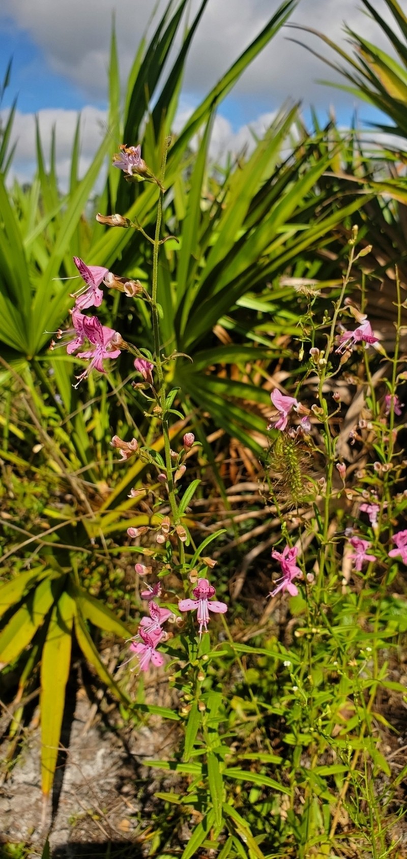 Coastal Plain Balm photo 4