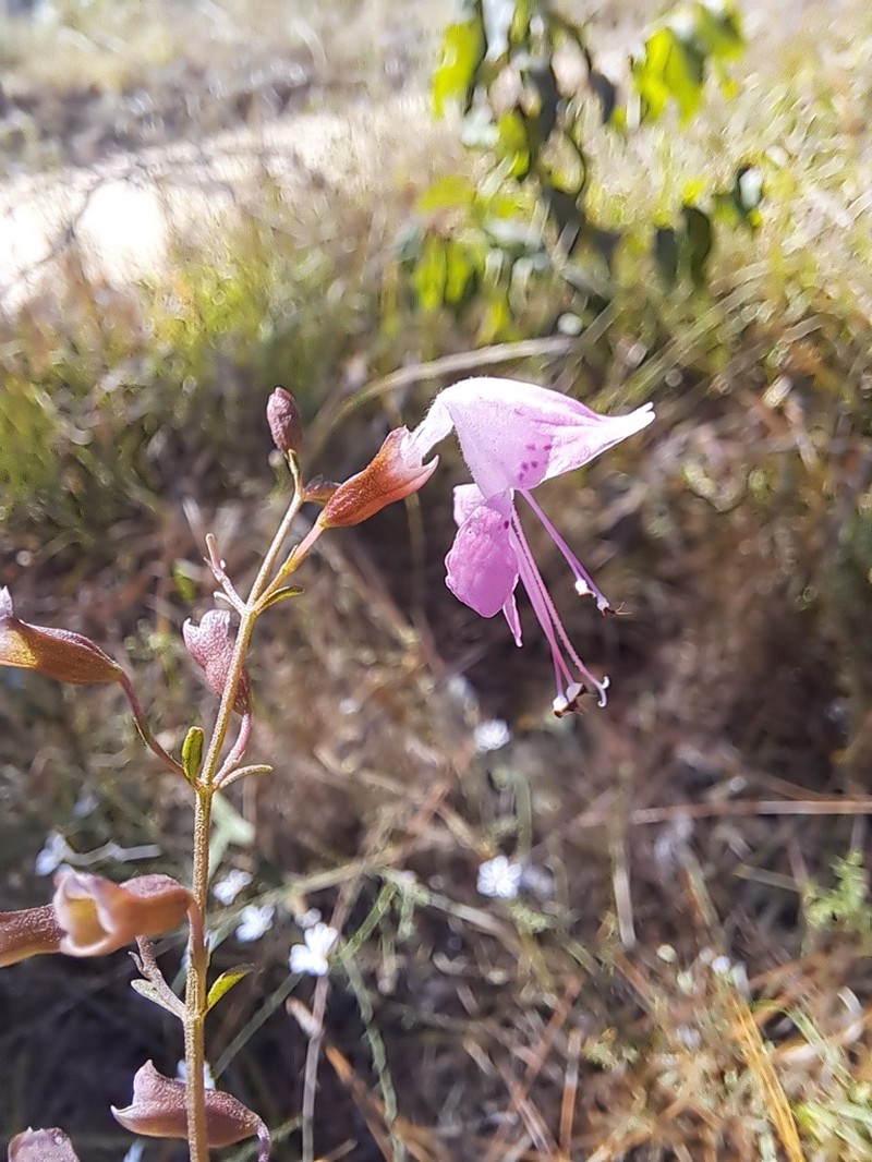 Coastal Plain Balm photo 5