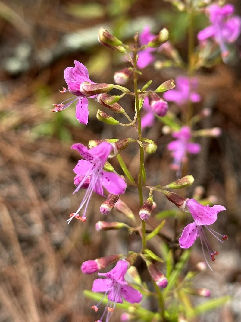 Coastal Plain Balm photo 6