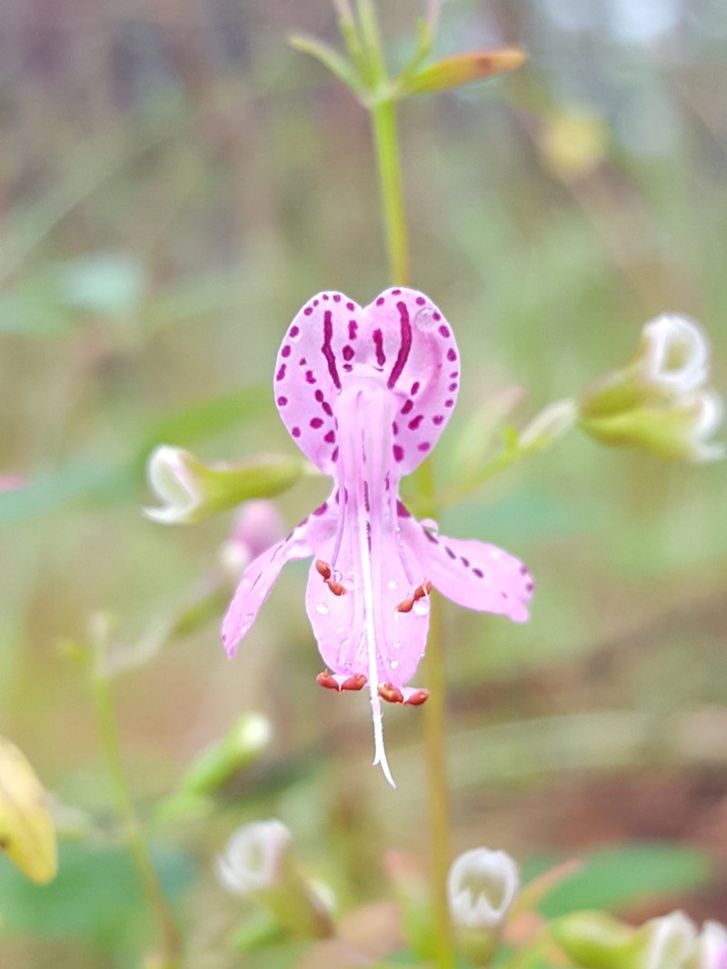 Coastal Plain Balm photo 7