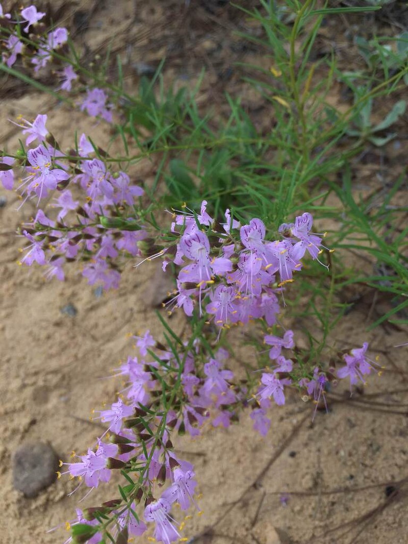 Coastal Plain Balm photo 8