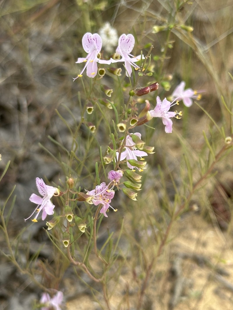 Dicerandra linearifolia var. linearifolia