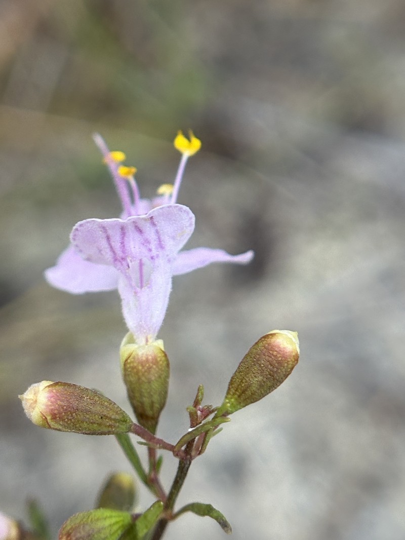 Dicerandra linearifolia var. linearifolia photo 2