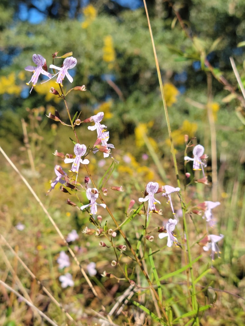 Dicerandra linearifolia var. linearifolia photo 3