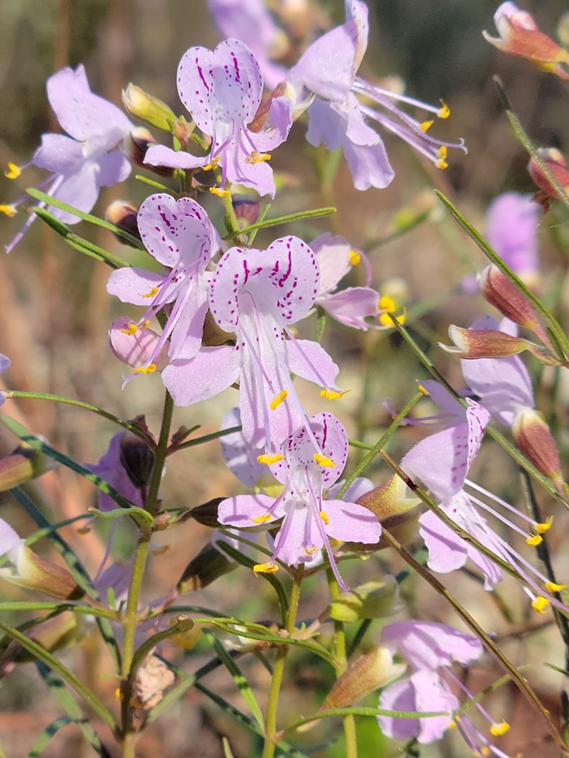 Dicerandra linearifolia var. linearifolia photo 4