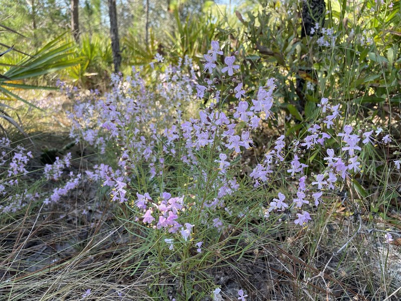 Dicerandra linearifolia var. linearifolia photo 5