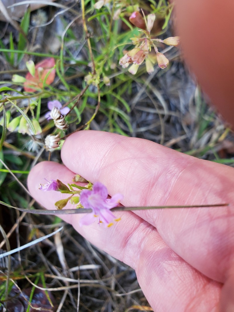 Dicerandra linearifolia var. linearifolia photo 6
