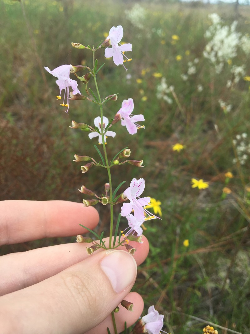 Dicerandra linearifolia var. linearifolia photo 7