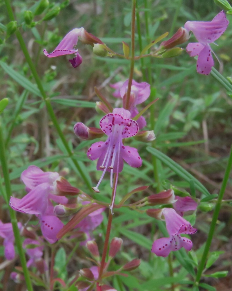 Dicerandra linearifolia var. robustior