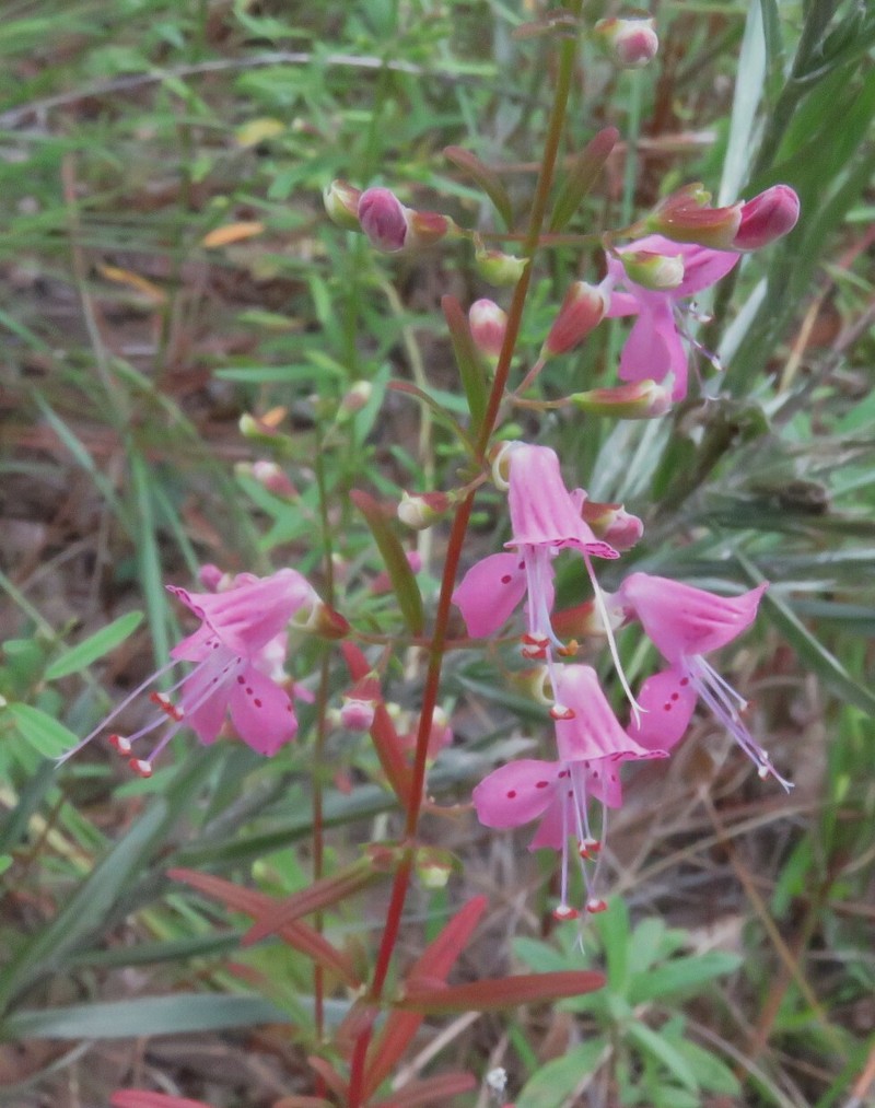 Dicerandra linearifolia var. robustior photo 2
