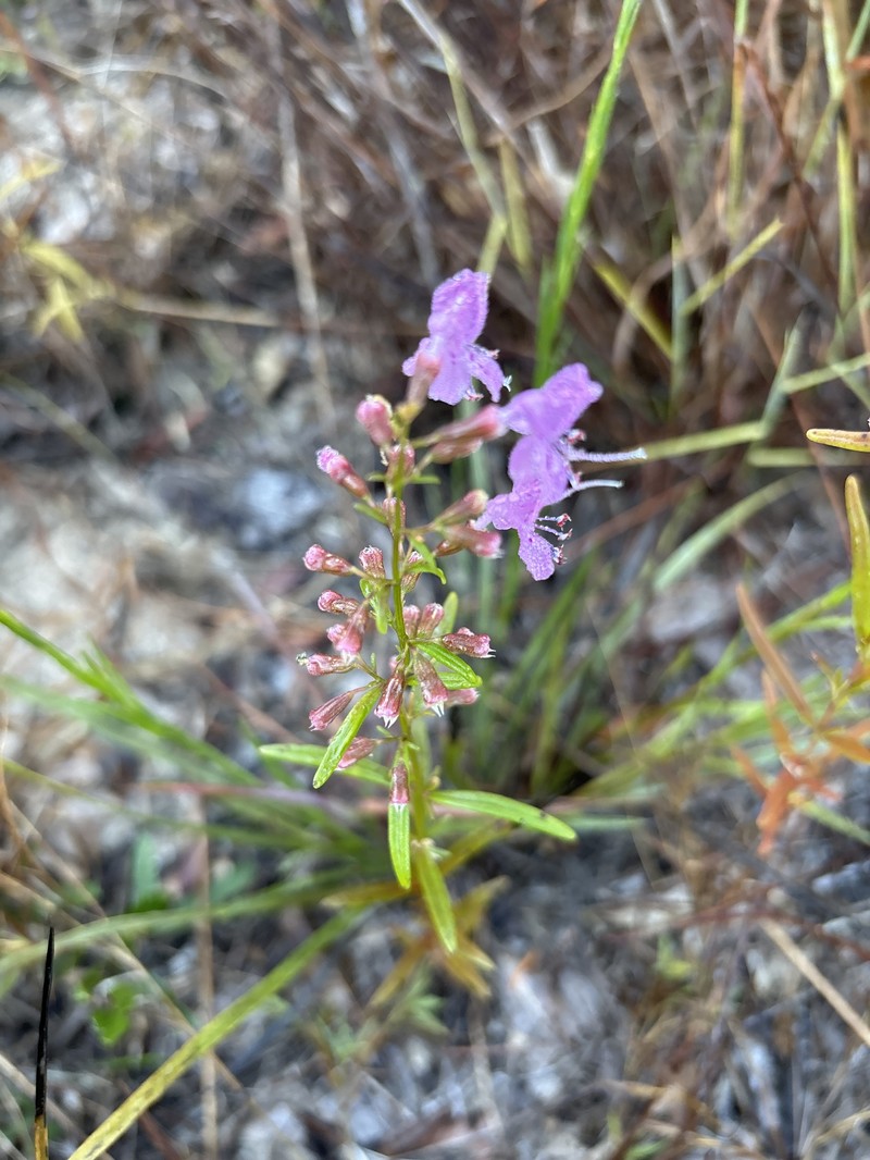 Dicerandra linearifolia var. robustior photo 3
