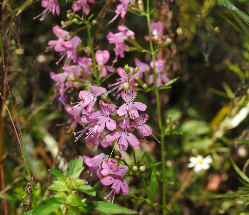 Dicerandra linearifolia var. robustior photo 4