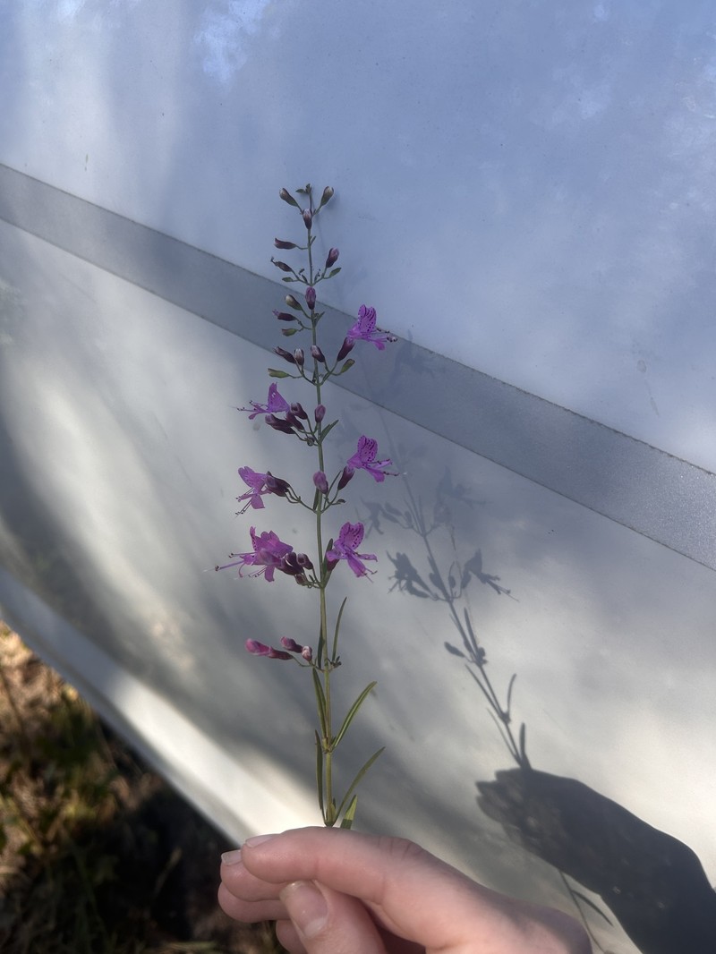 Dicerandra linearifolia var. robustior photo 5