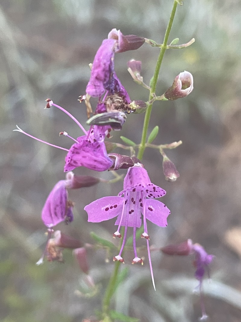 Dicerandra linearifolia var. robustior photo 6