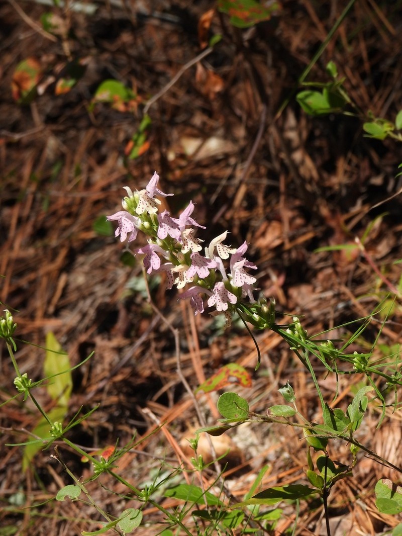 Rose Balm photo 7