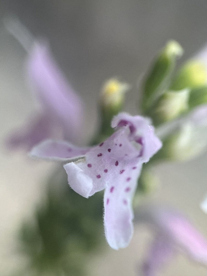 Rose Balm photo 8
