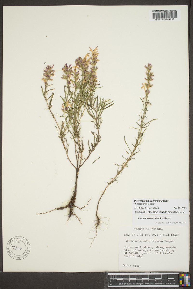 Radford's Balm