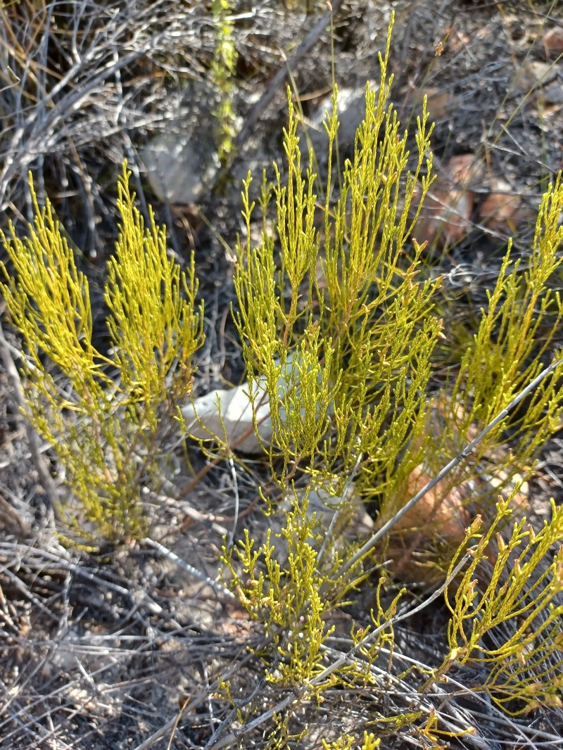 Dicerothamnus adpressus