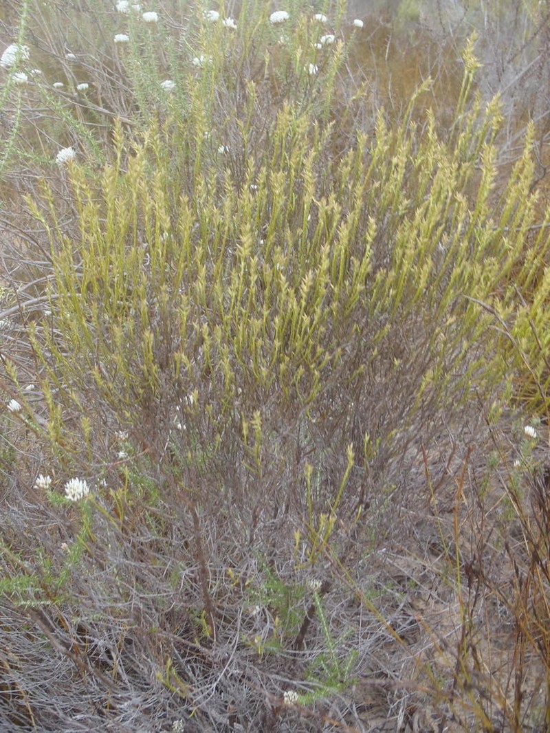 Dicerothamnus adpressus photo 2