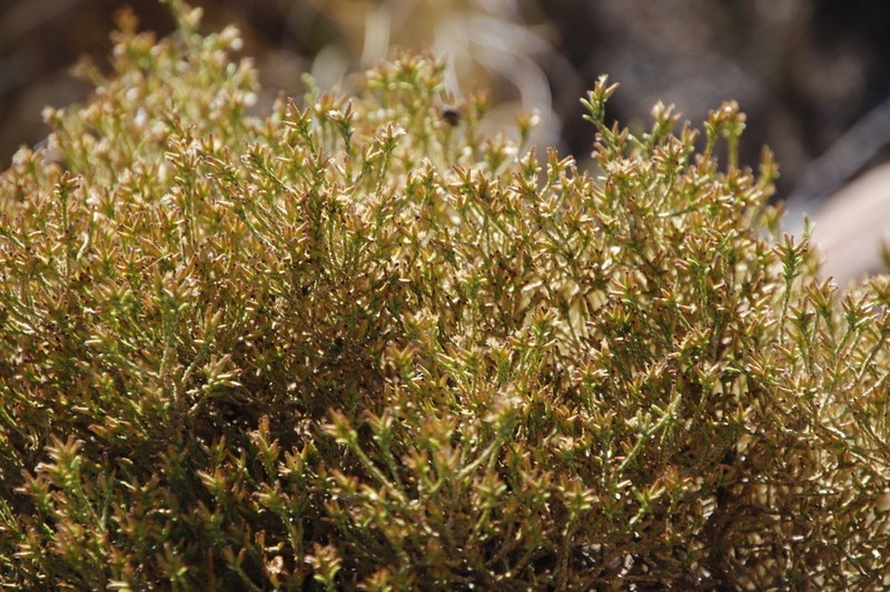 Dicerothamnus adpressus photo 3