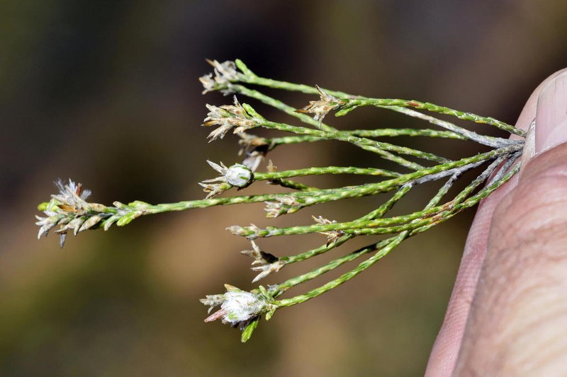 Dicerothamnus adpressus photo 4
