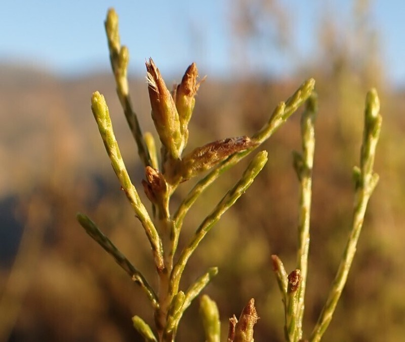 Dicerothamnus adpressus photo 5