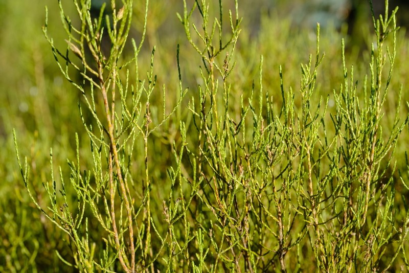 Dicerothamnus adpressus photo 6