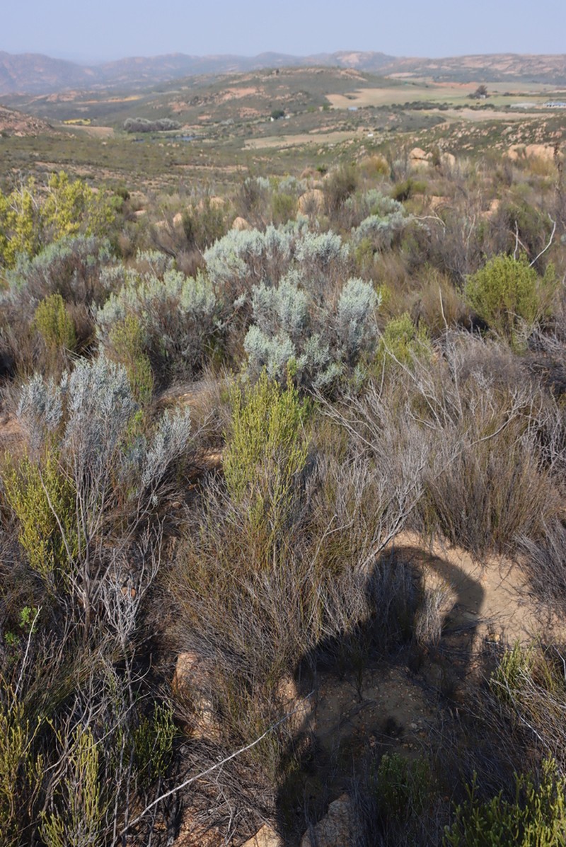 Dicerothamnus adpressus photo 7