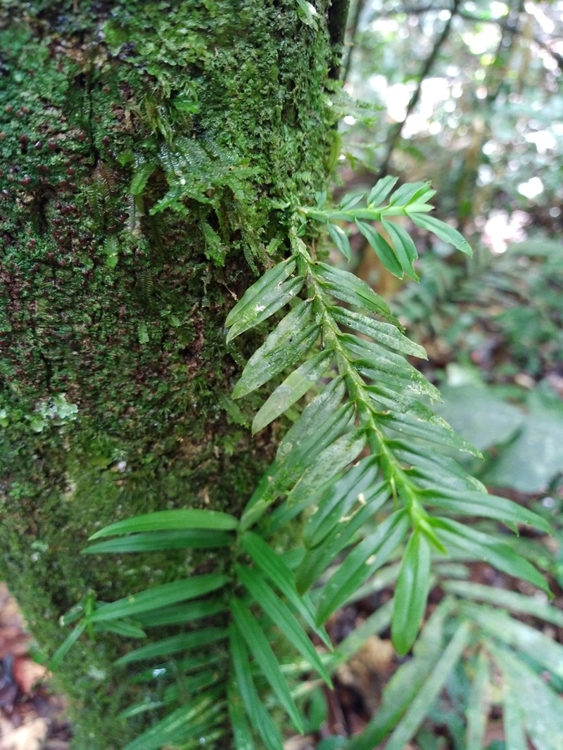 Dichaea annamitorum