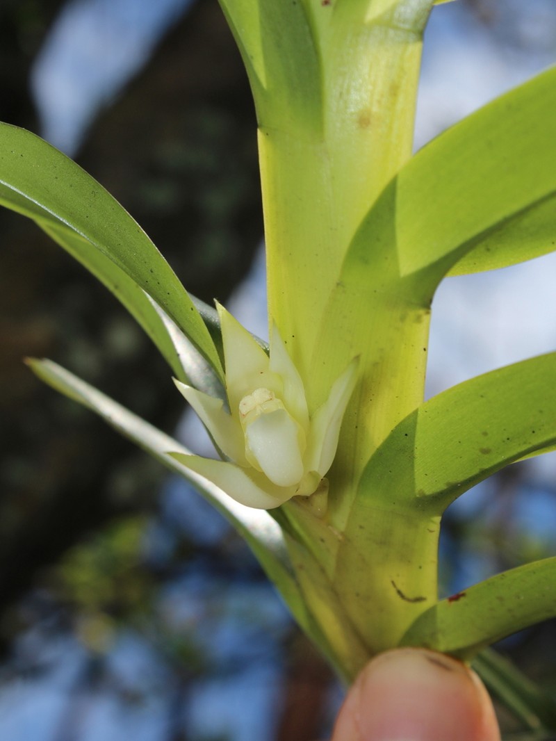 Dichaea eburnea photo 2