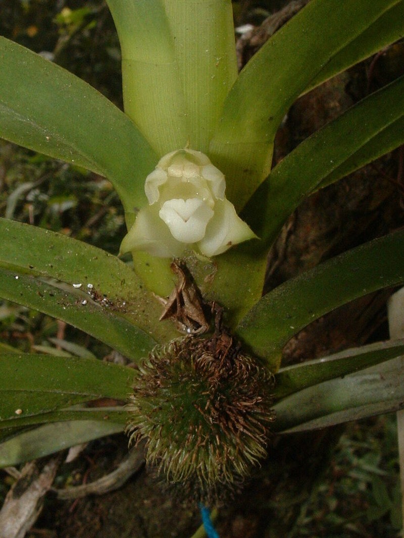 Dichaea eburnea photo 3