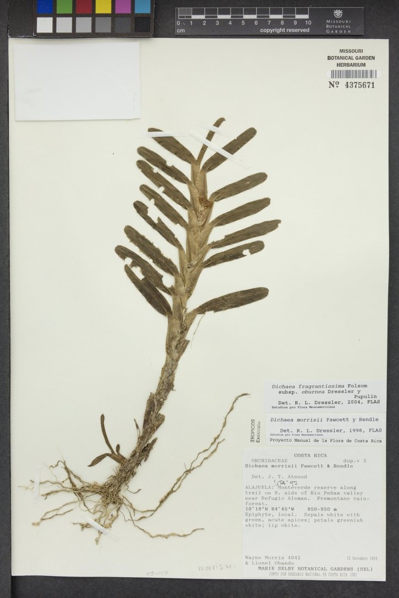 Dichaea eburnea photo 6