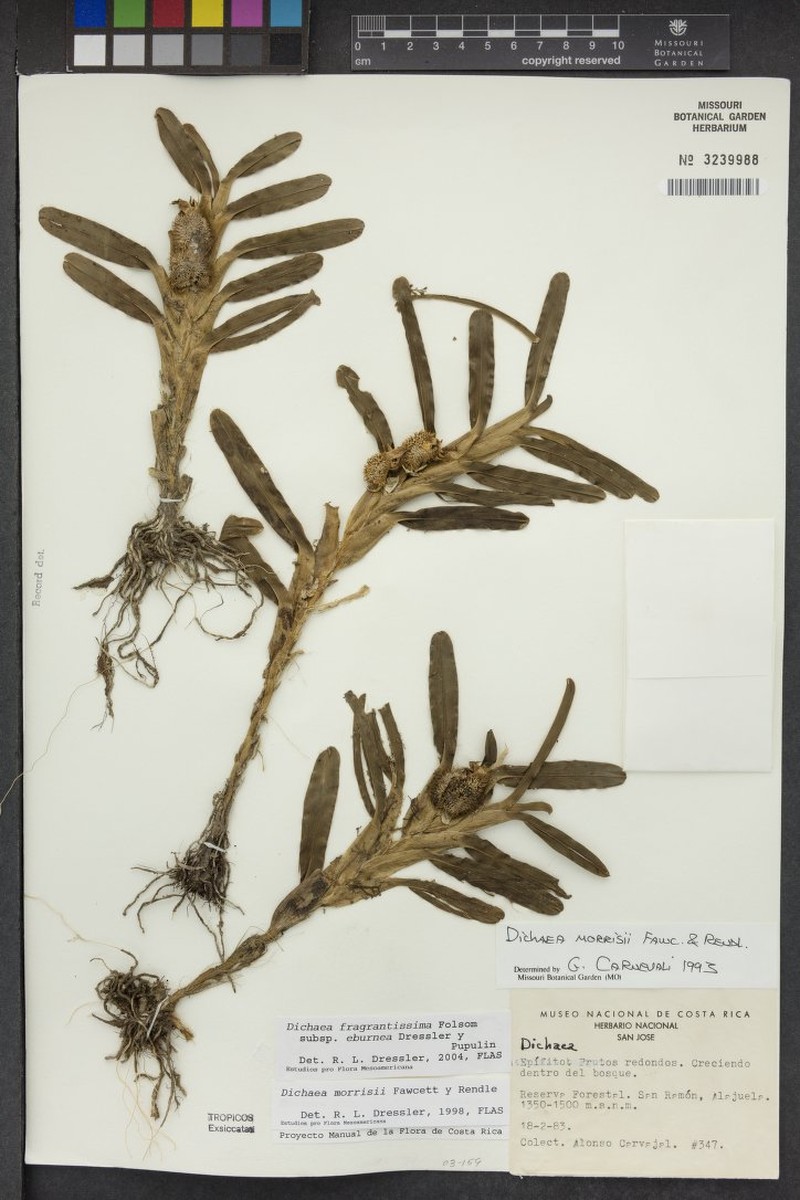 Dichaea eburnea photo 7