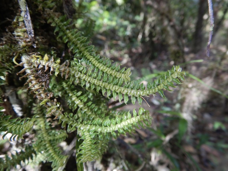 Arboreal Leafystem Orchid